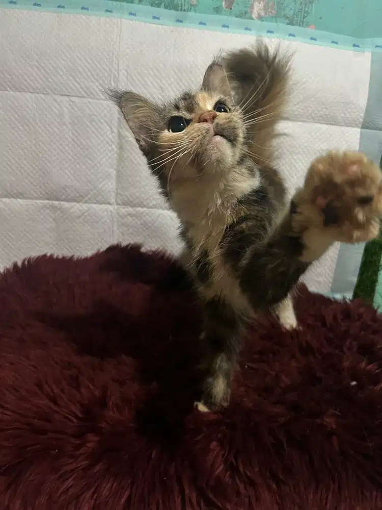 Mainecoon betina proven ped cfa