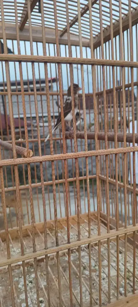 Jual burung kenari