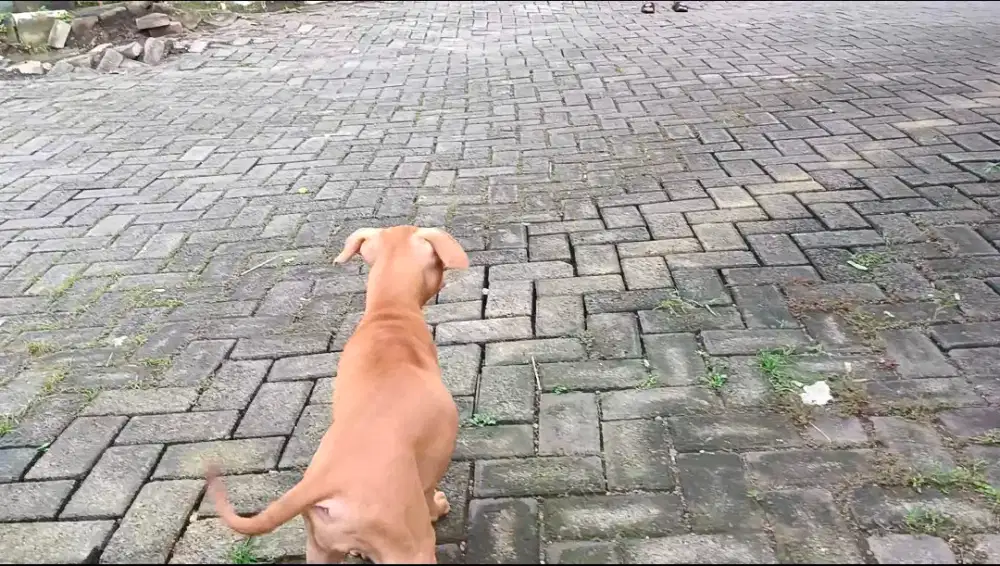 Jasa dogwalk dan ngelatih