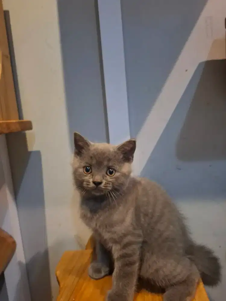 BSH mix scotish double fold