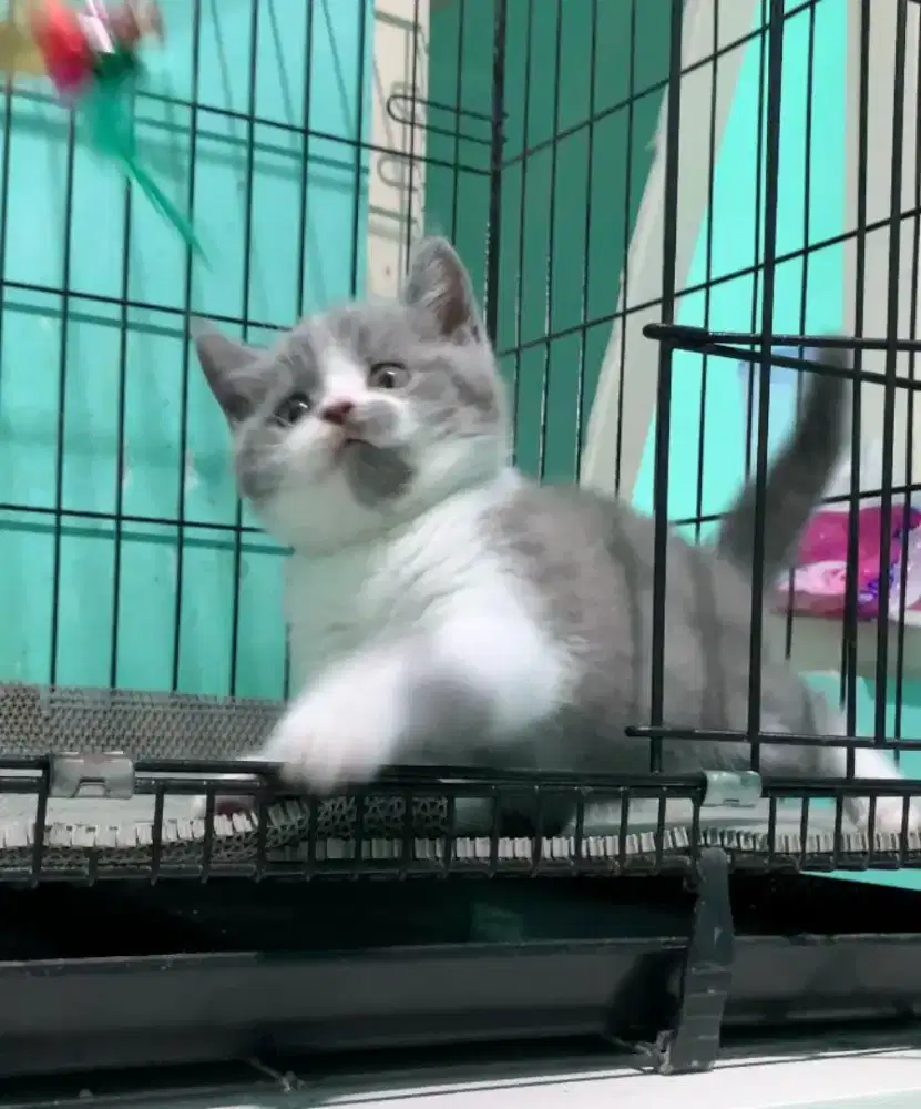 BSH BRITISH SHORTHAIR BICOLOR