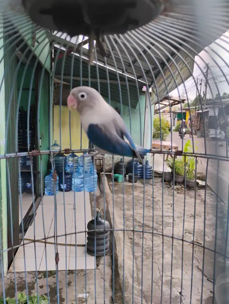 Burung Lovebird