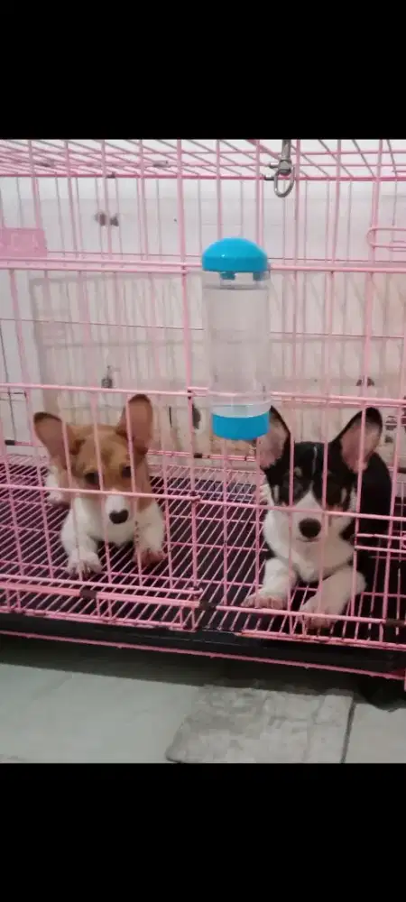 Puppies corgi stb vaksin