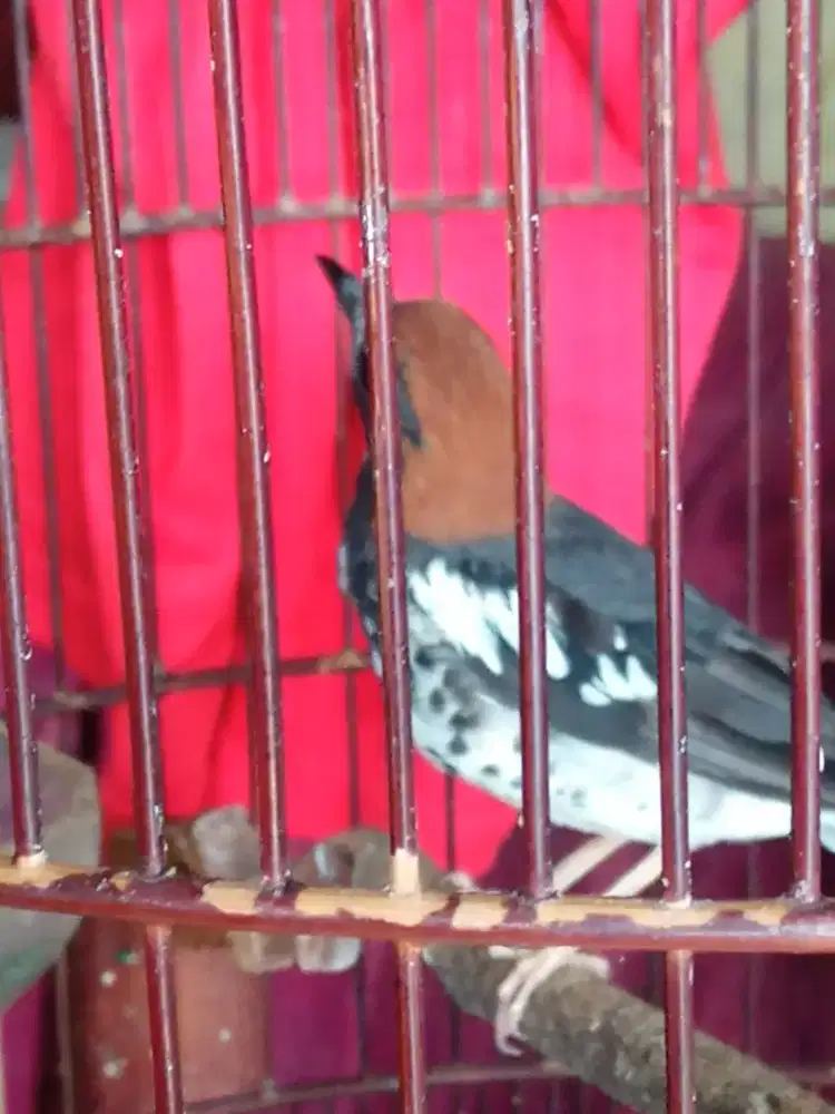 Anis kembang FS kandang bagus