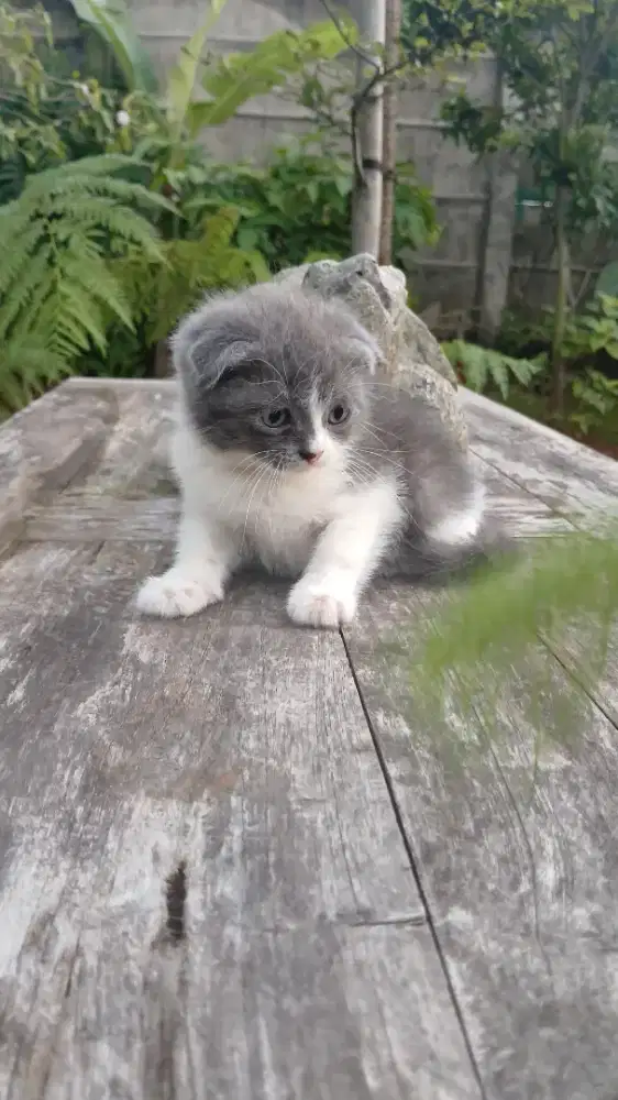 Scottish Fold double fold
