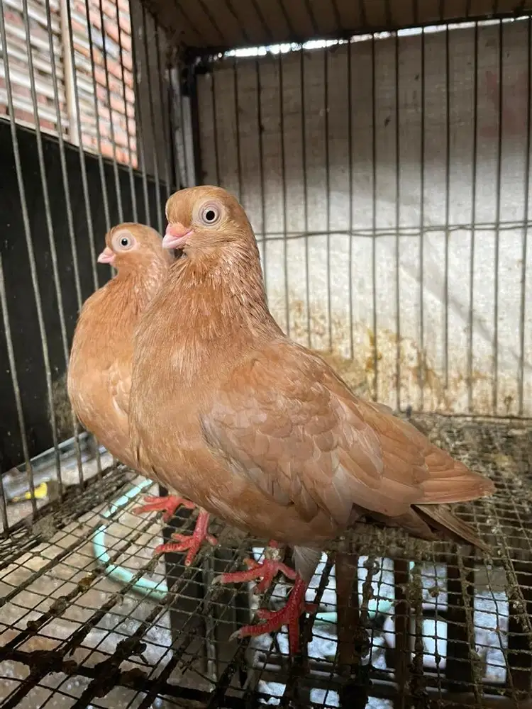 Burung merpati Hias wina
