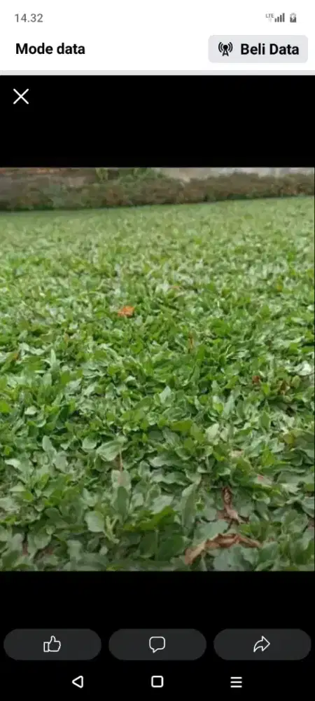 Rumput gajah mini dll