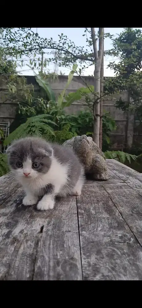 Scottish Fold double fold