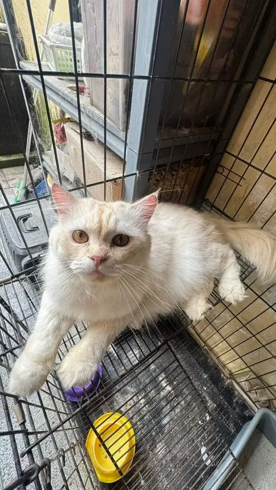 Open adopt kucing anggora