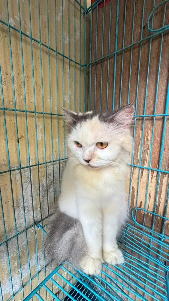 Open adopt kucing anggora