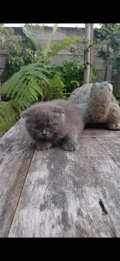 Scottish Fold double fold