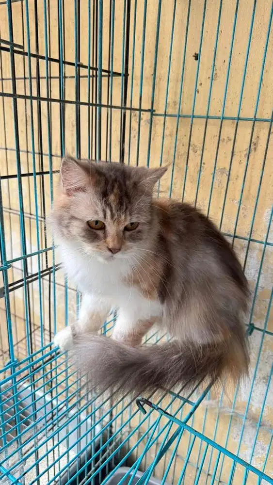 Open adopt kucing anggora X himalaya