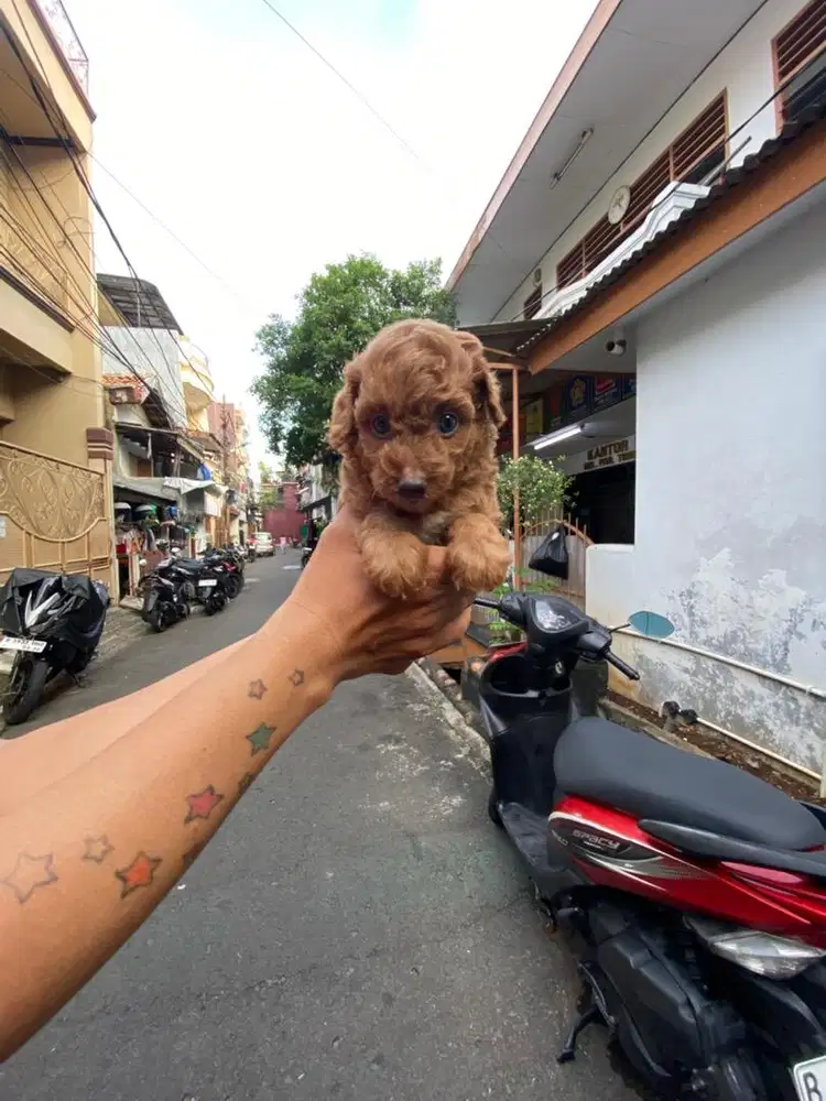 Toy poodle jantan dan betina