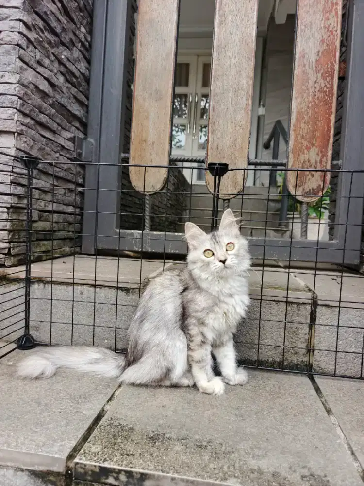 Kitten Persia Longhair