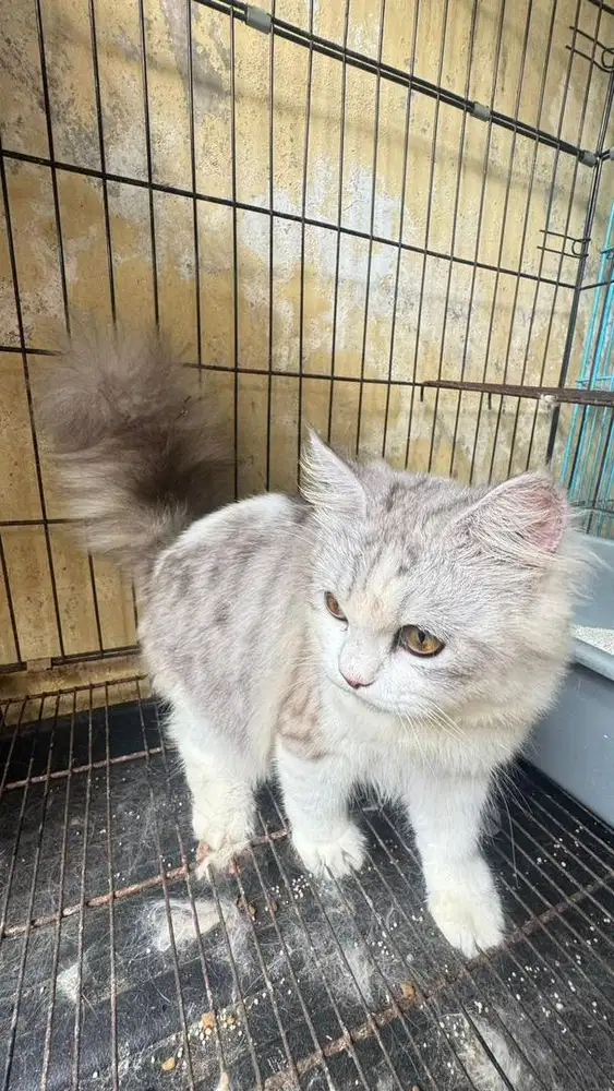 Open adopt kucing anggora X persia