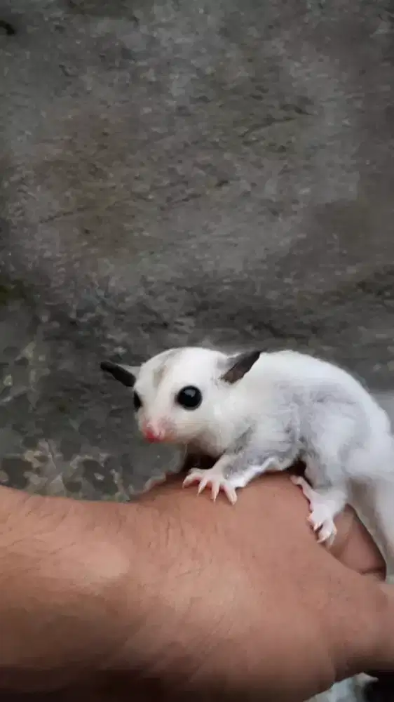 Sugar Glider Platinum