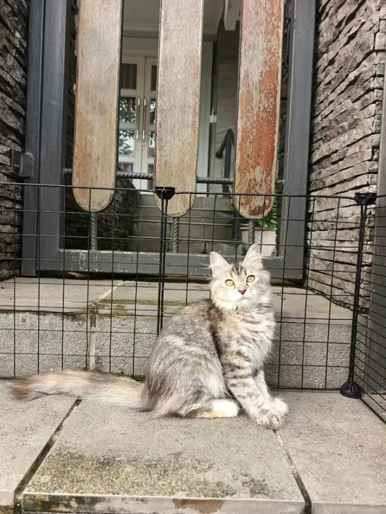 Kitten Persia Longhair