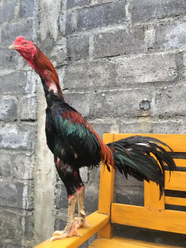 Ayam Bangkok Selatan Super Jalu