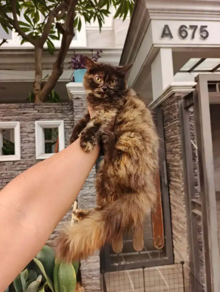 Kitten Persia Longhair