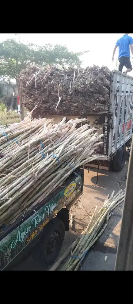 Agen tebu hijau barokah