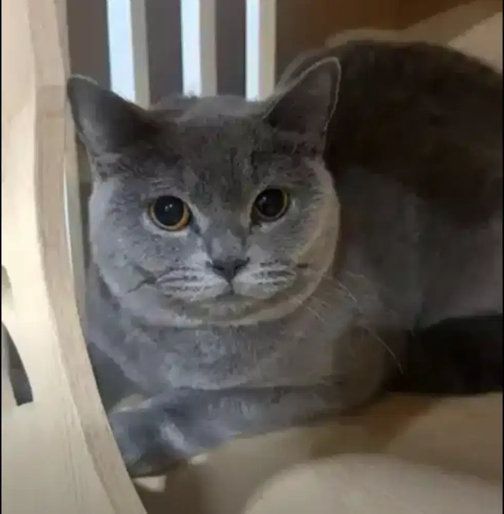 Kucing british shorthair Ped bsh british short hair