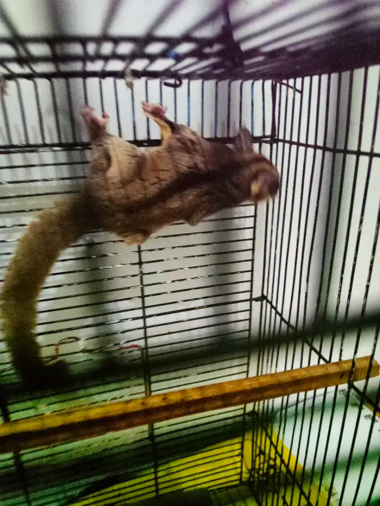 Sugar glider jantan mumer