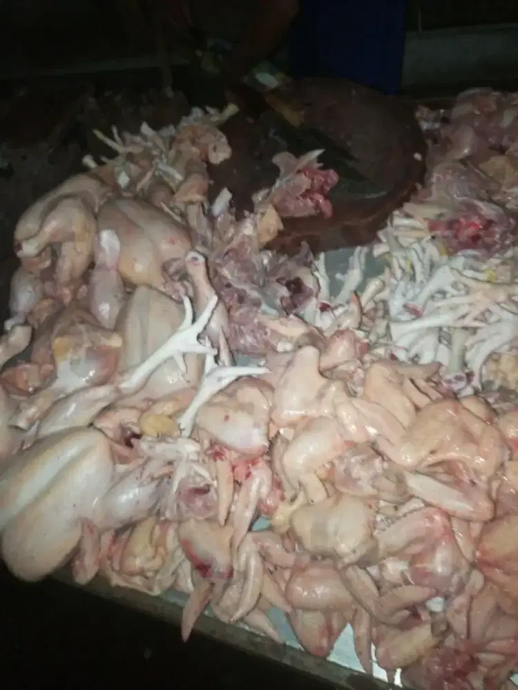 Jual ayam potong halal murah barokah.