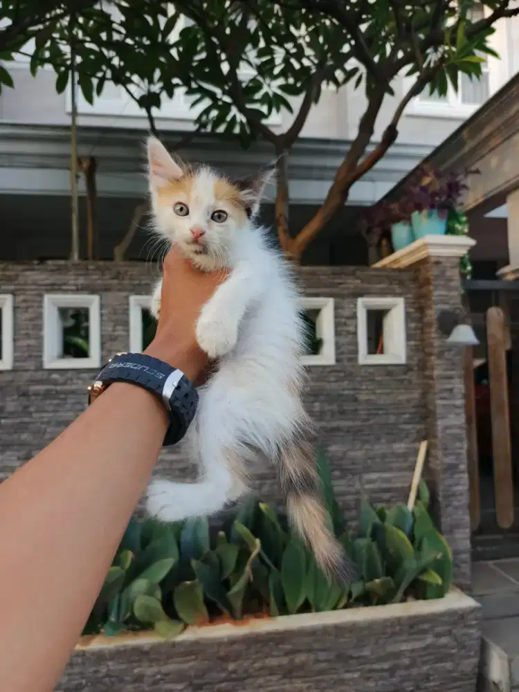 Kitten Persia medium