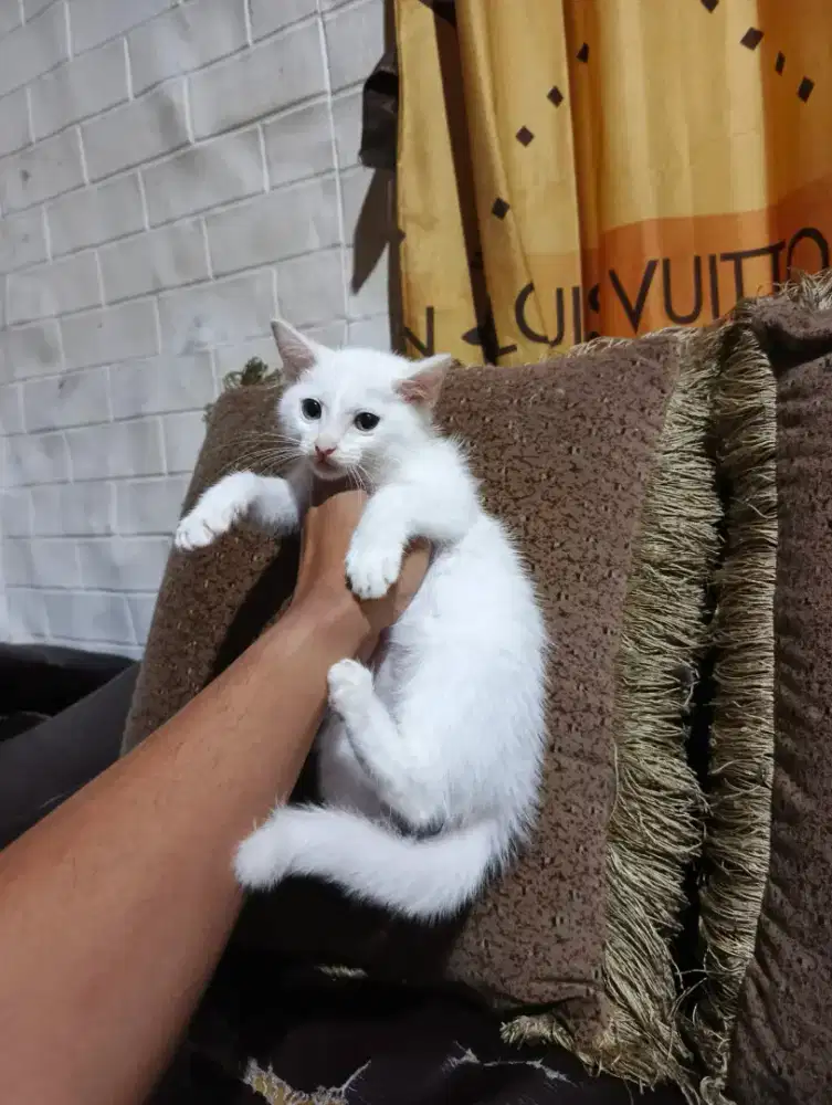 Kitten persia mix dome white solid