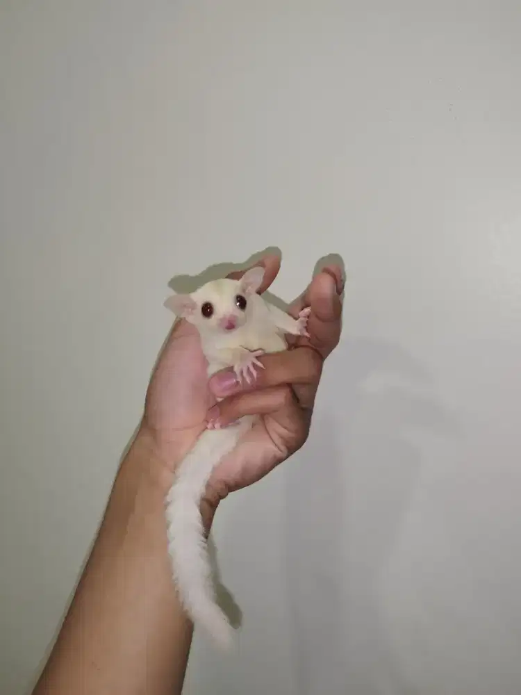 Sugar Glider Cream mata merah jantan