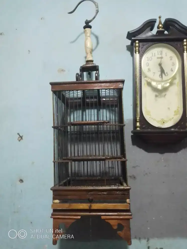 Kandang pleci BNR masih OK di BSD