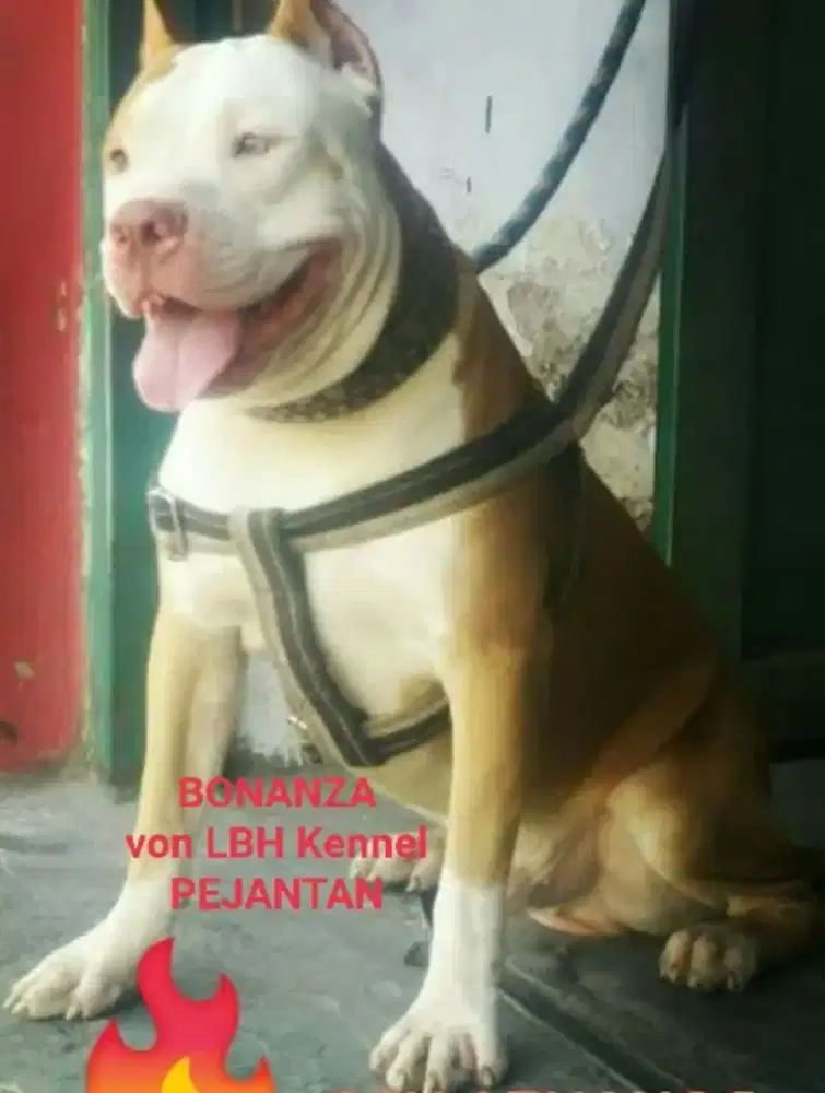 DiJual Anjing Pitbull Apbt Jantan