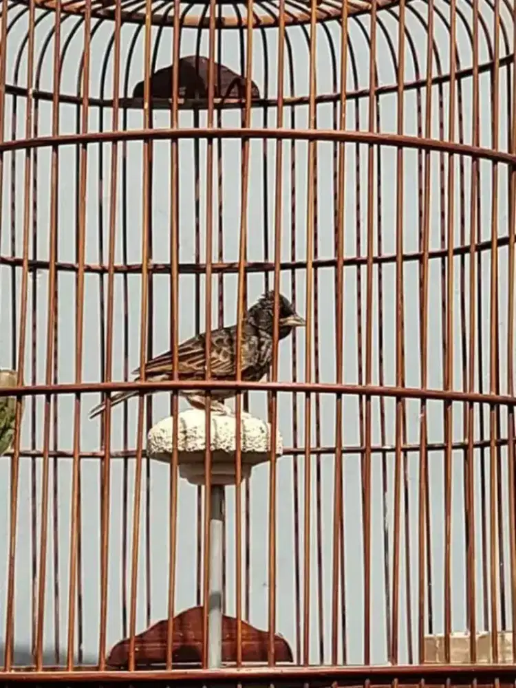 Branjangan, black lark