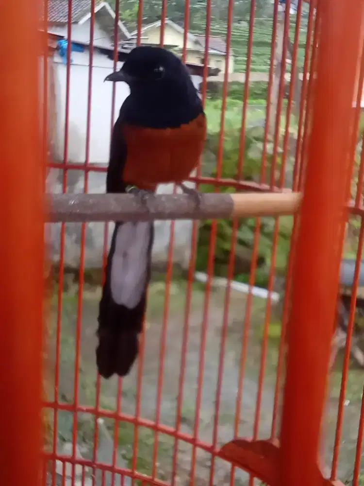 Murai batu ekor panjang