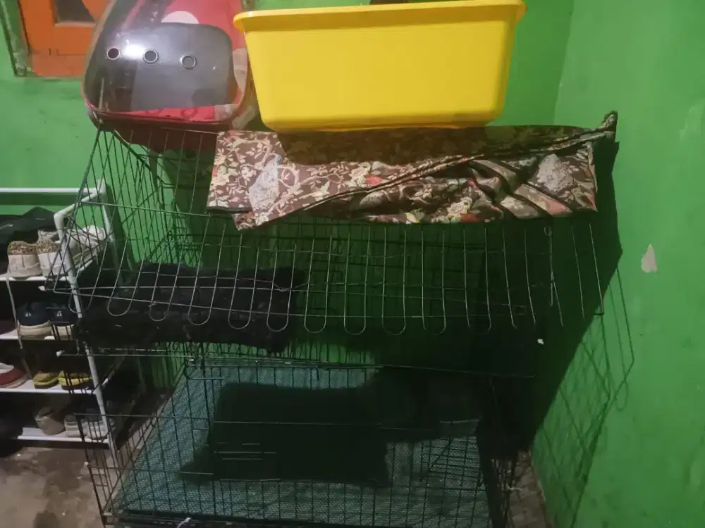 Di jual kadang kucing (jumbo)