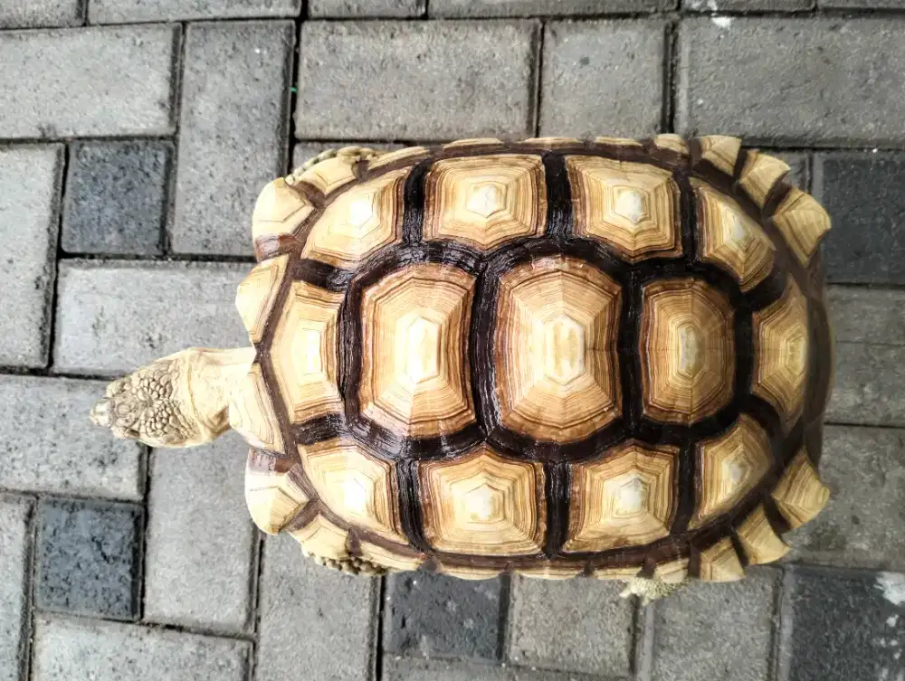Sulcata 30cm Jantan