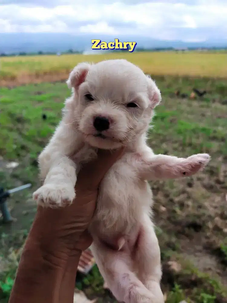 Anak anjing puppy lucu Maltese mix bichon