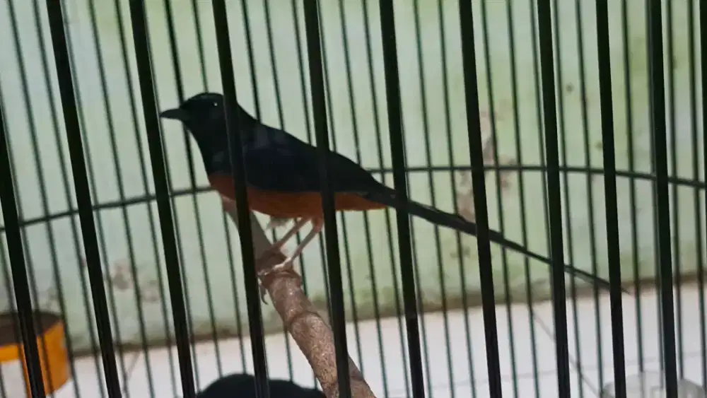 Mh prestasian di tngn pertama..di sya bru 2 minggu.. jln lpngn