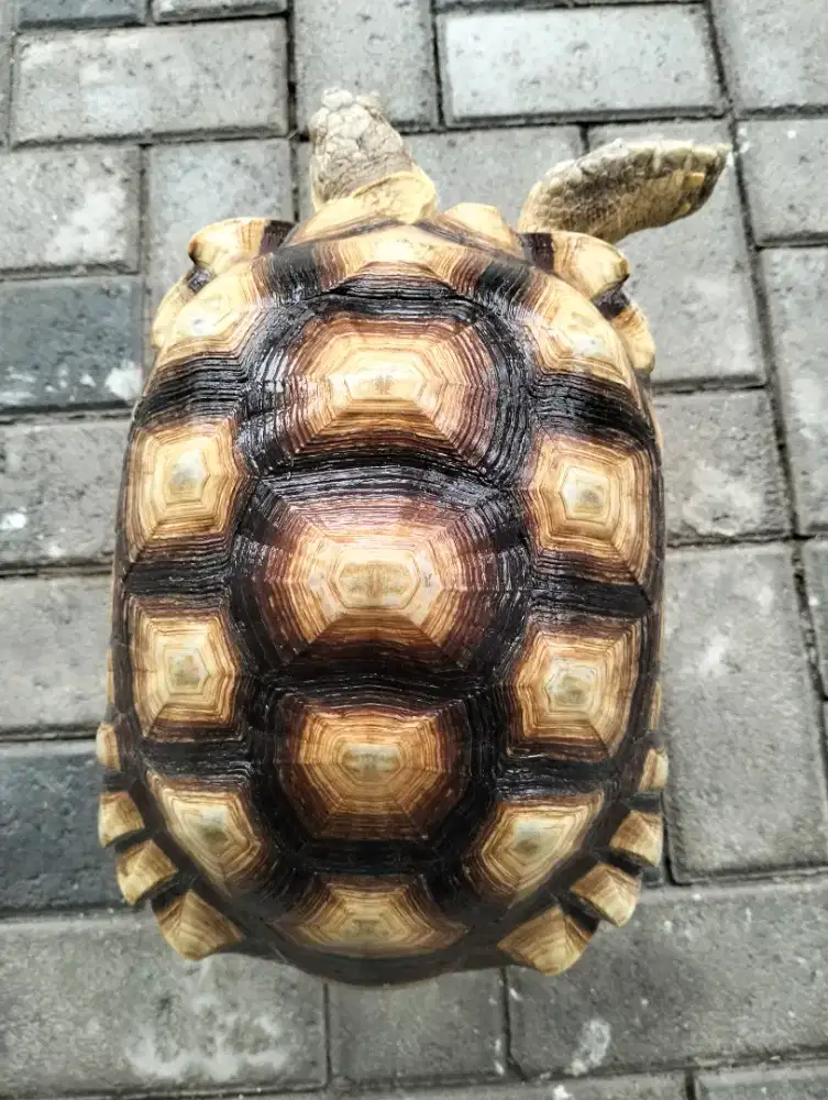 Sulcata 30cm Jantan