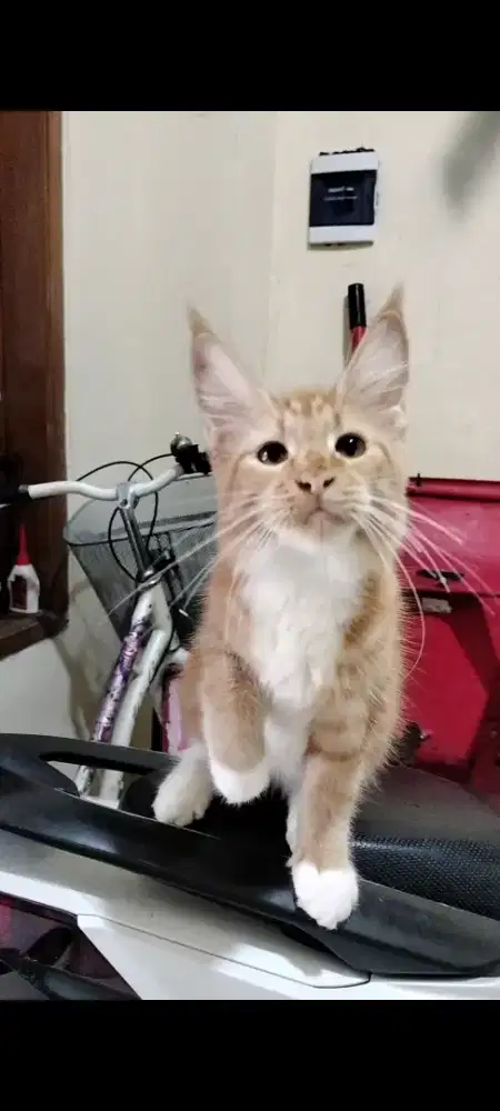 Mainecoon betina pure cantik