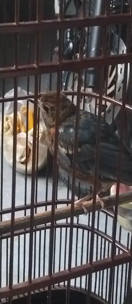 anis merah trotol jahat