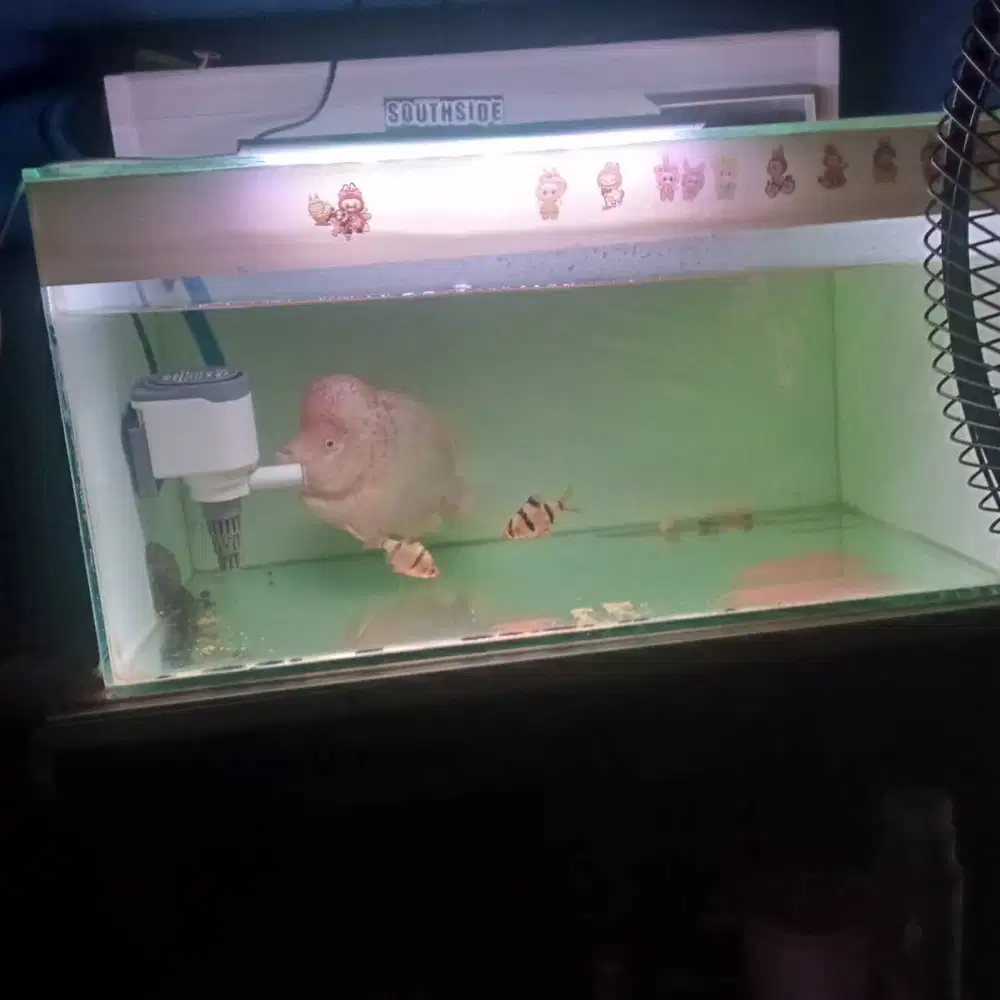 Di jual cepat aquarium 60x30 dan ikan louhan golden base