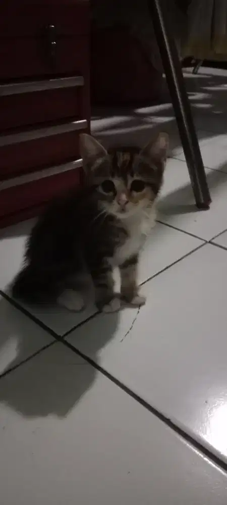 Open adop  persia mix domistik