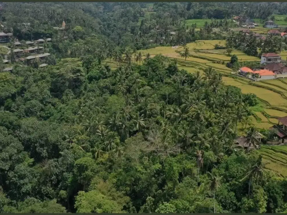 dijual tanah bagus di Kenderan ubud dekat dengan kota ubud