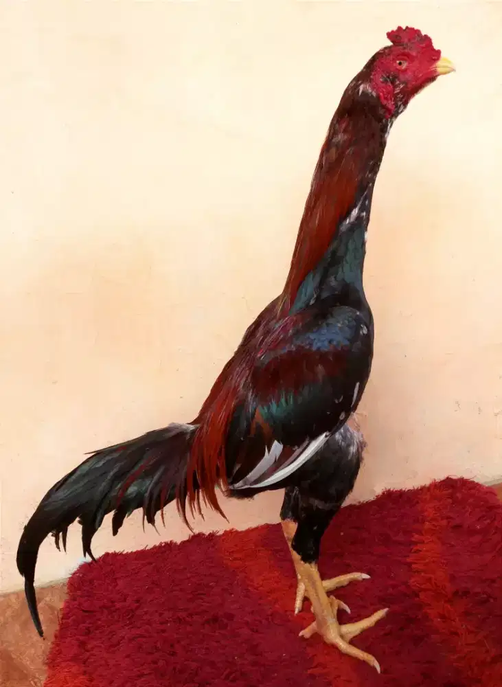 Ayam Trah Khoytrad, Umur 7 Bulan, Ukuran 4, Tulang Kasar + Mewah