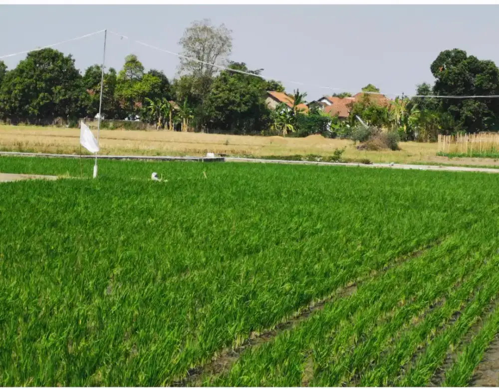 Dijual cepat: Sawah Produktif