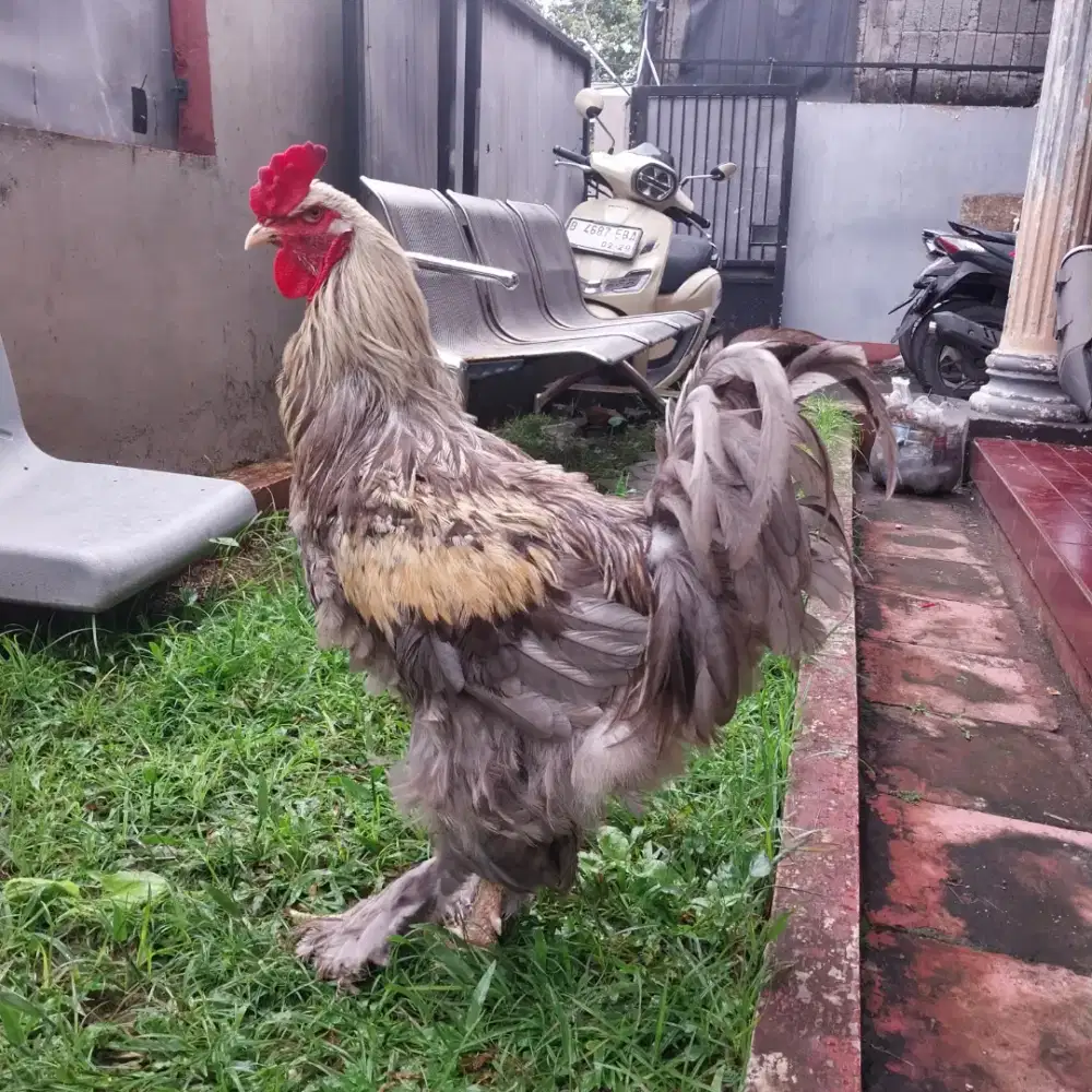 Ayam Brahma Jantan