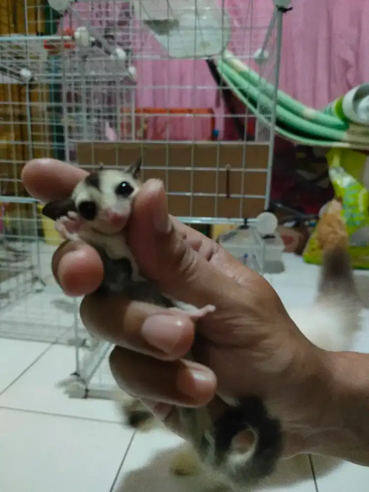 Sugar glider wf