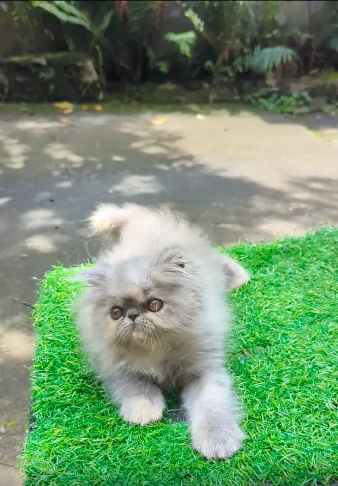 Kitten persia longhair