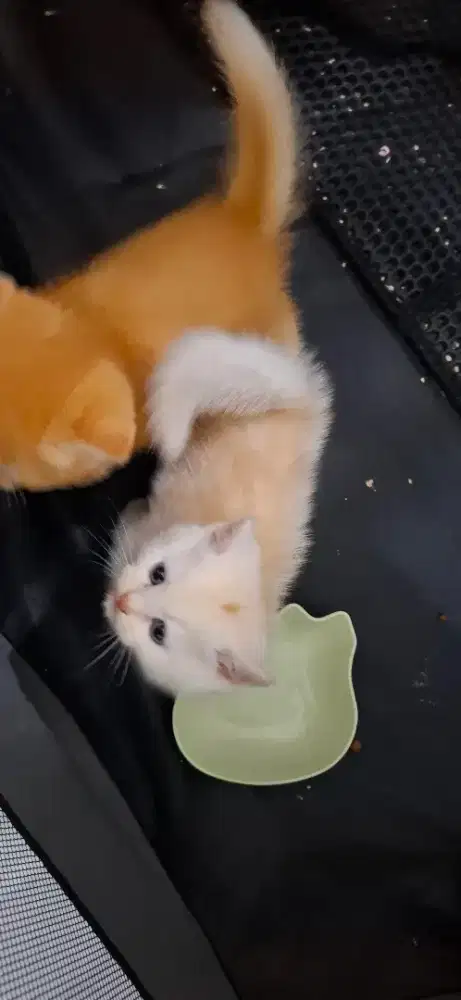 Open adopt kitten bsh british shorthair